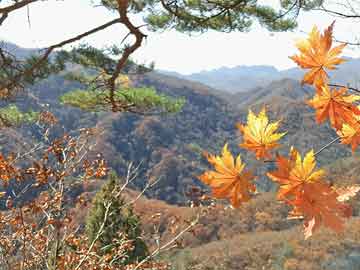 澳门彩资科和村民哄抢500亩土豆与成语深度最新观察_em2k517.979.31